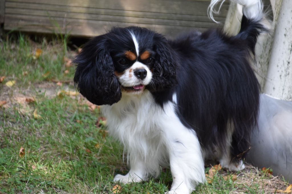 Tiffany Du puits des sortileges