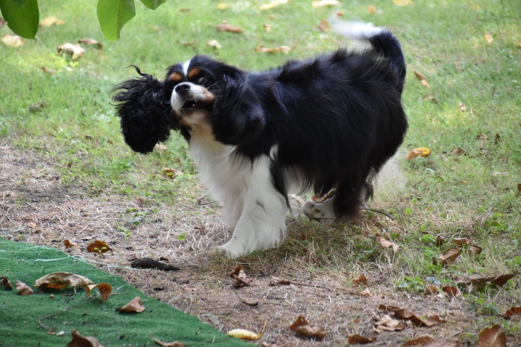 Tiffany Du puits des sortileges