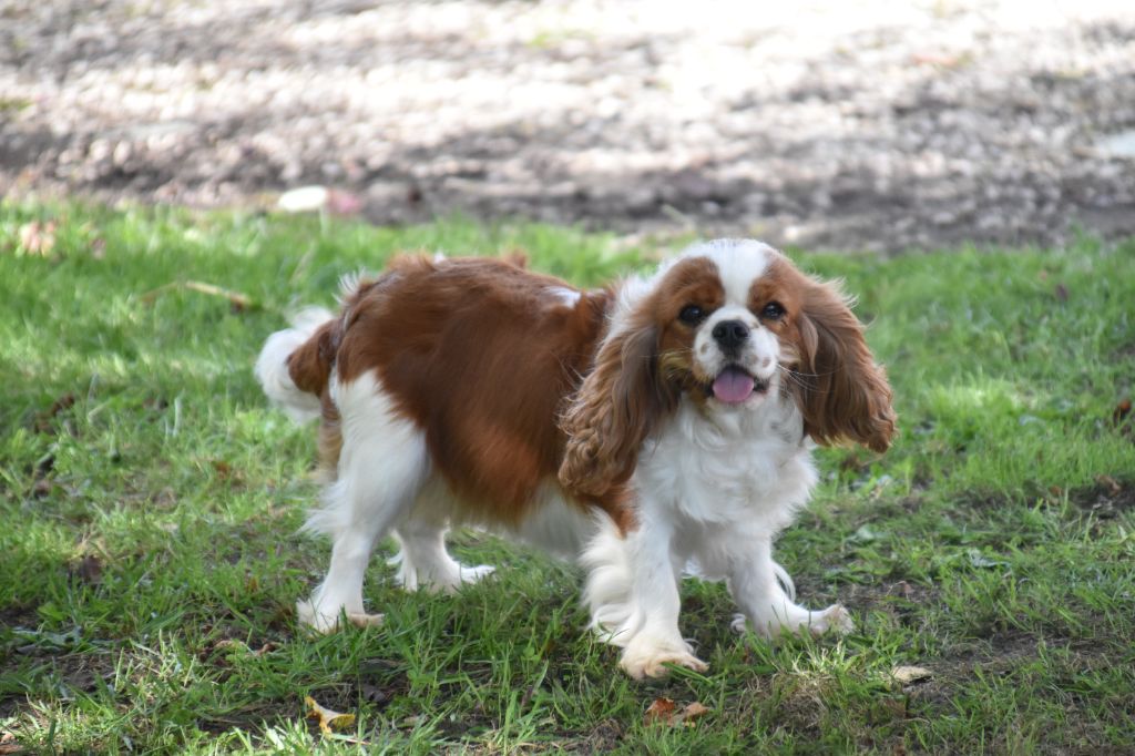 Une composition Du Mas Ensoleillé