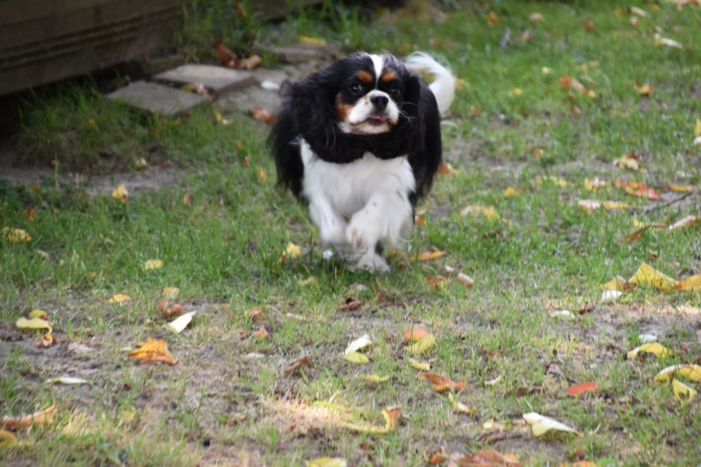 Tiffany Du puits des sortileges