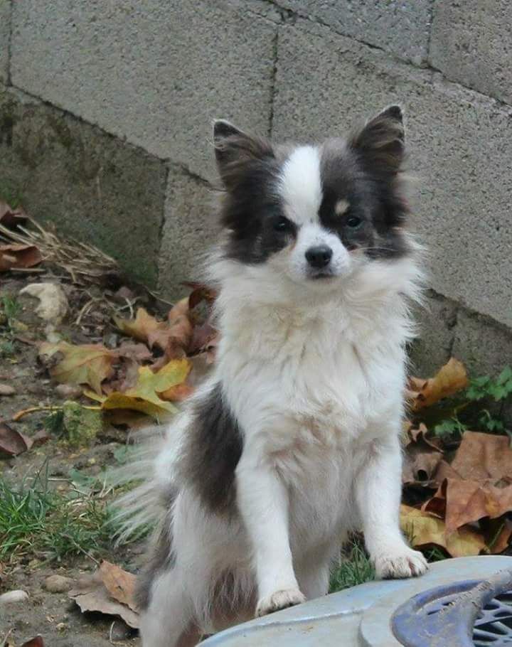 Publication : Du Repère Des Poilus