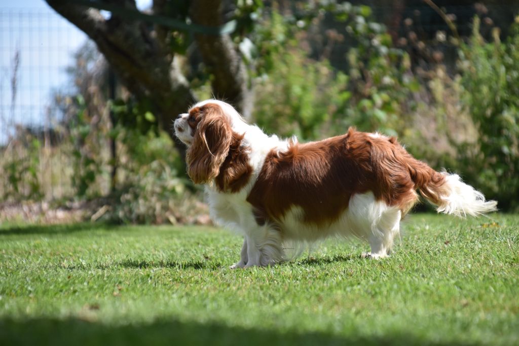 Une composition Du Mas Ensoleillé