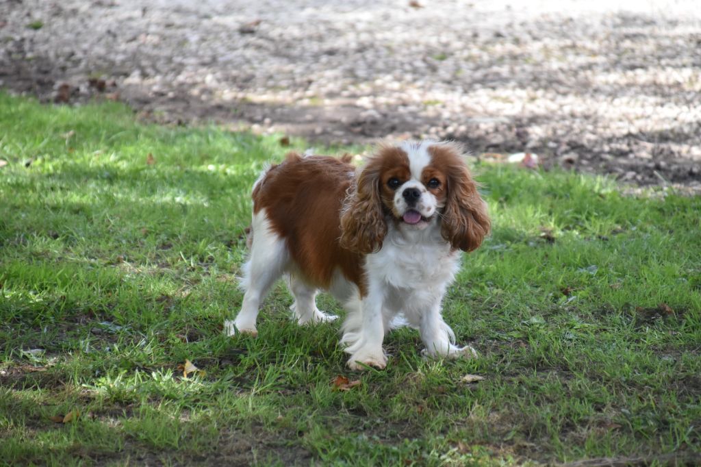 Une composition Du Mas Ensoleillé