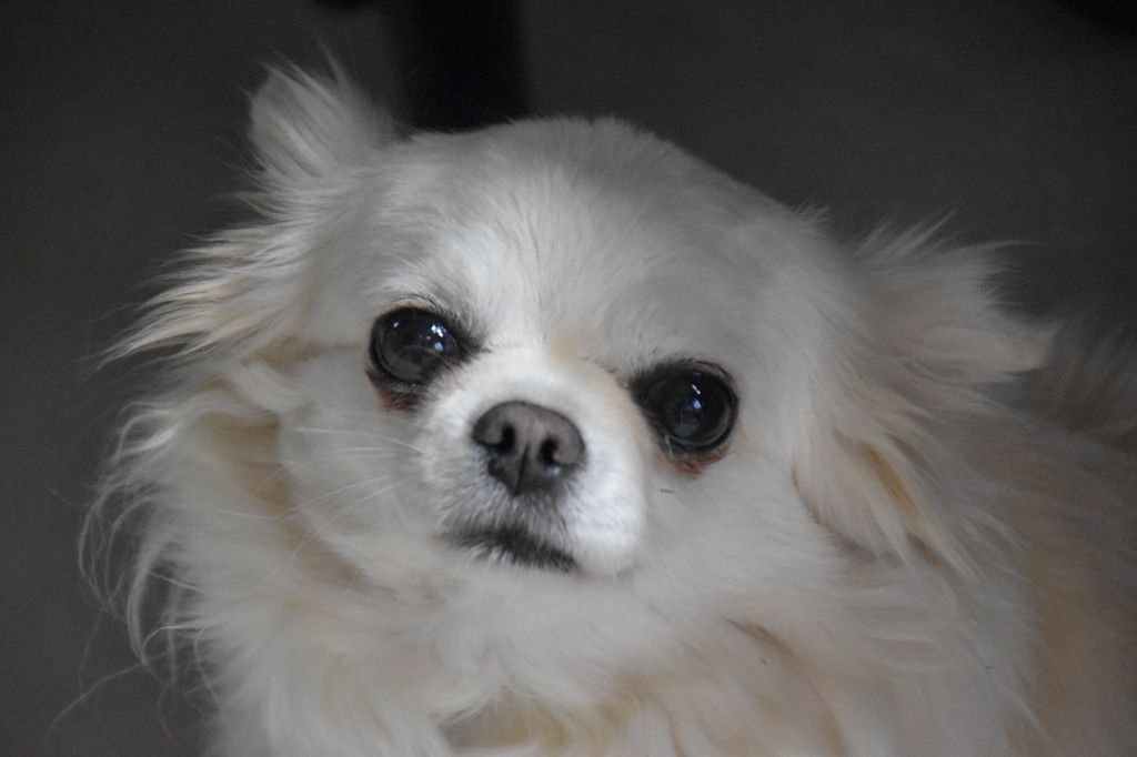 Publication : Du Repère Des Poilus