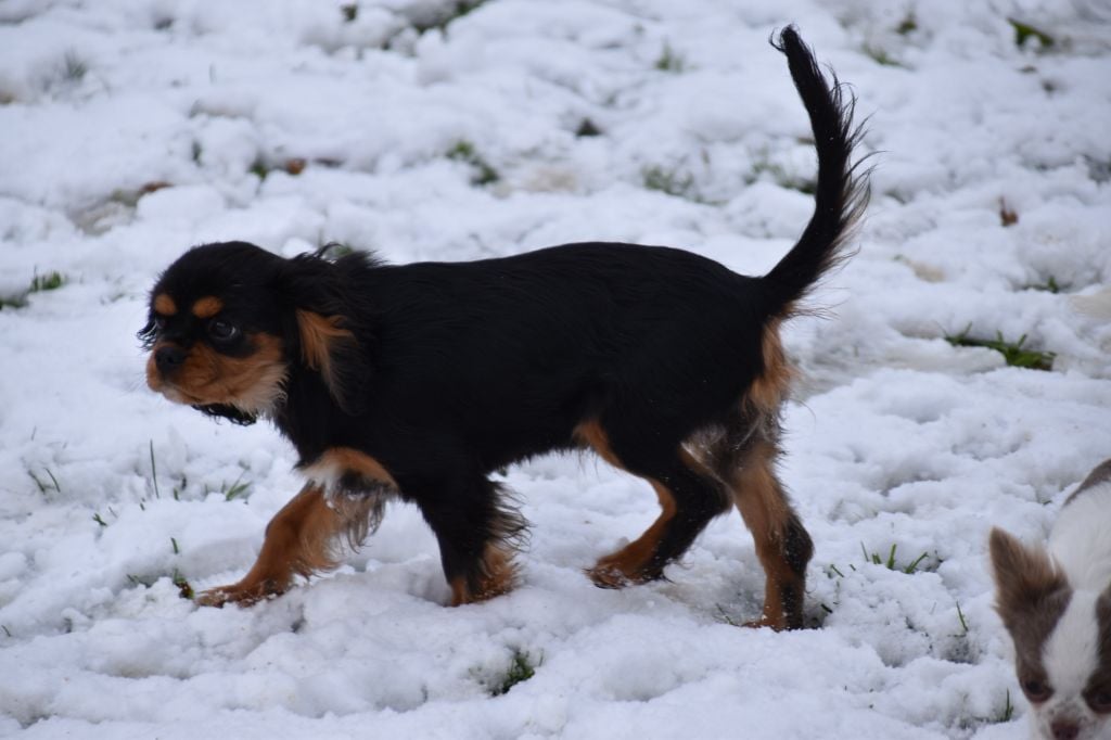 Violette Du Repère Des Poilus