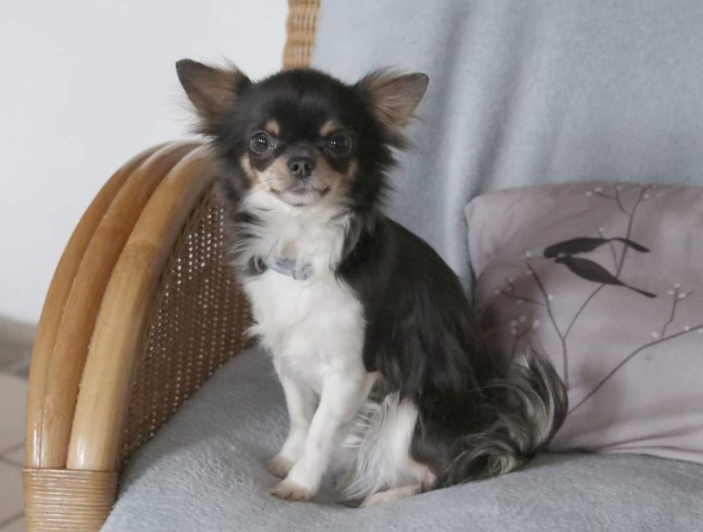 Publication : Du Repère Des Poilus