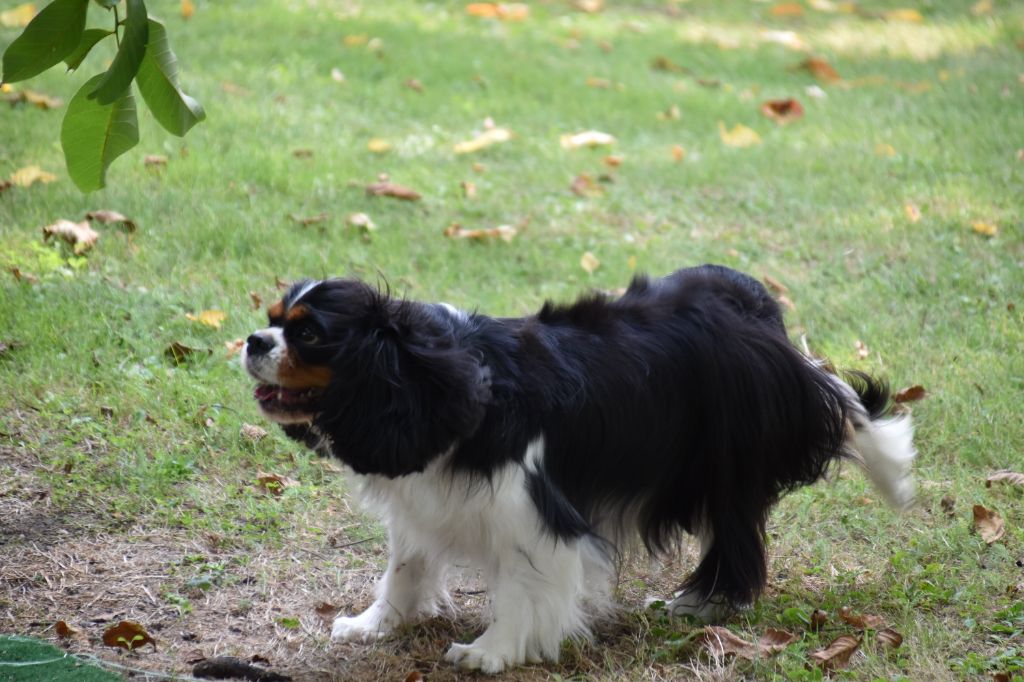 Tiffany Du puits des sortileges