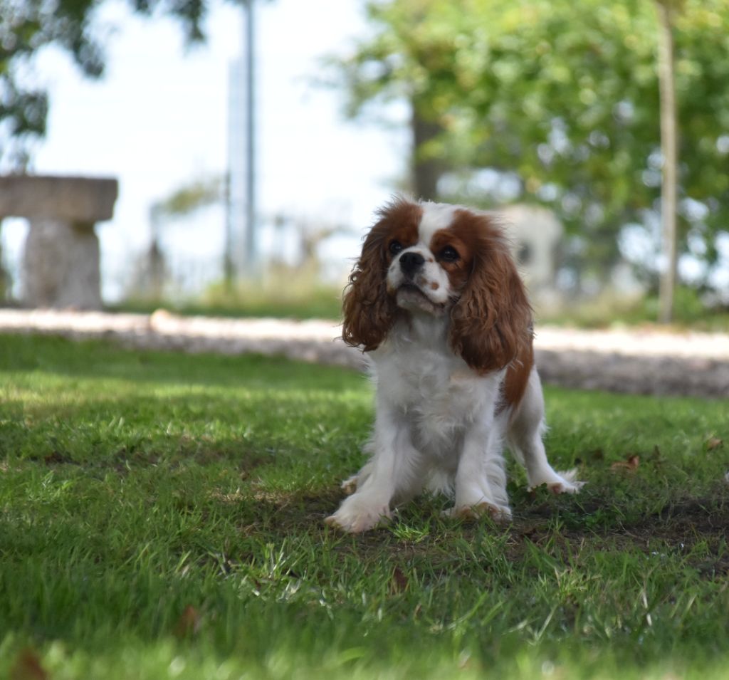 Une composition Du Mas Ensoleillé
