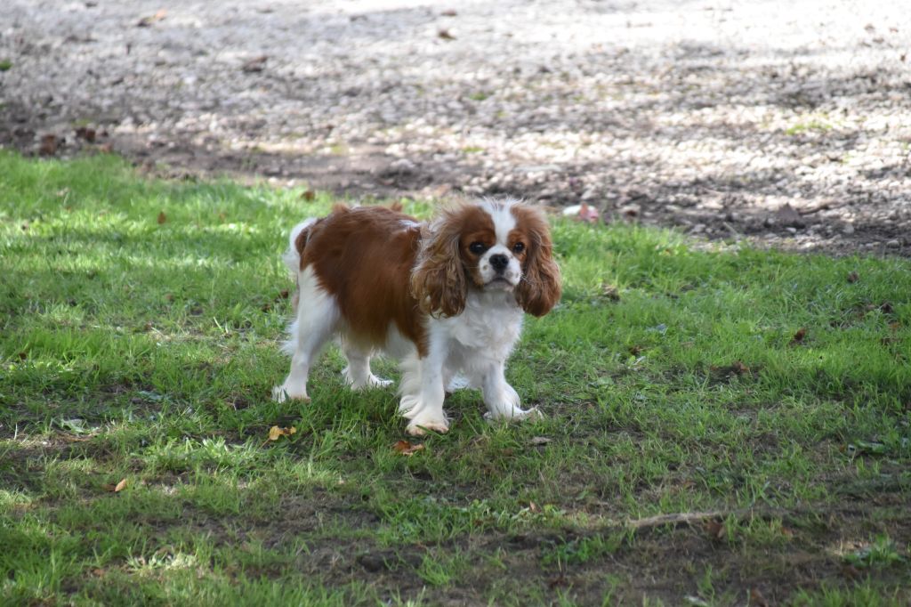 Une composition Du Mas Ensoleillé
