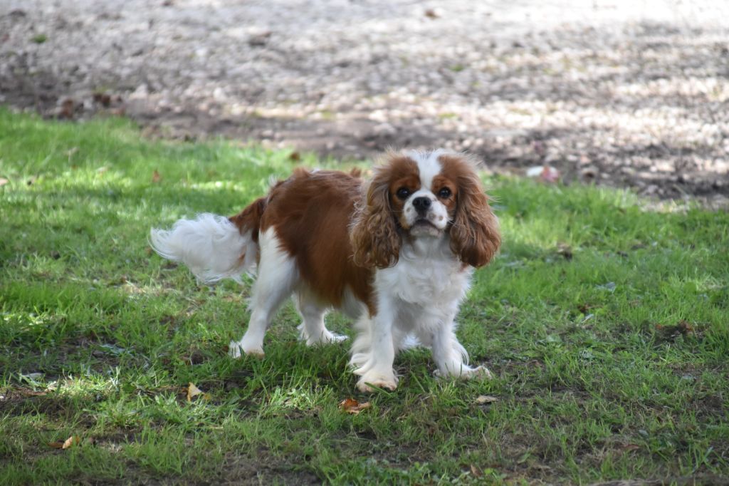 Une composition Du Mas Ensoleillé