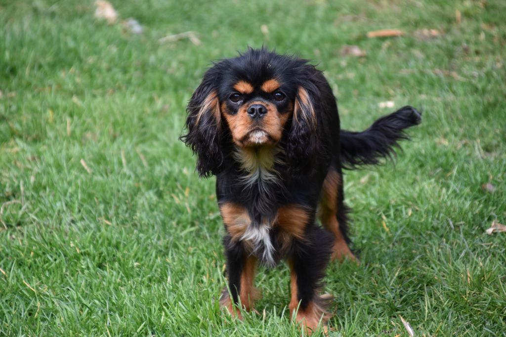 Violette Du Repère Des Poilus