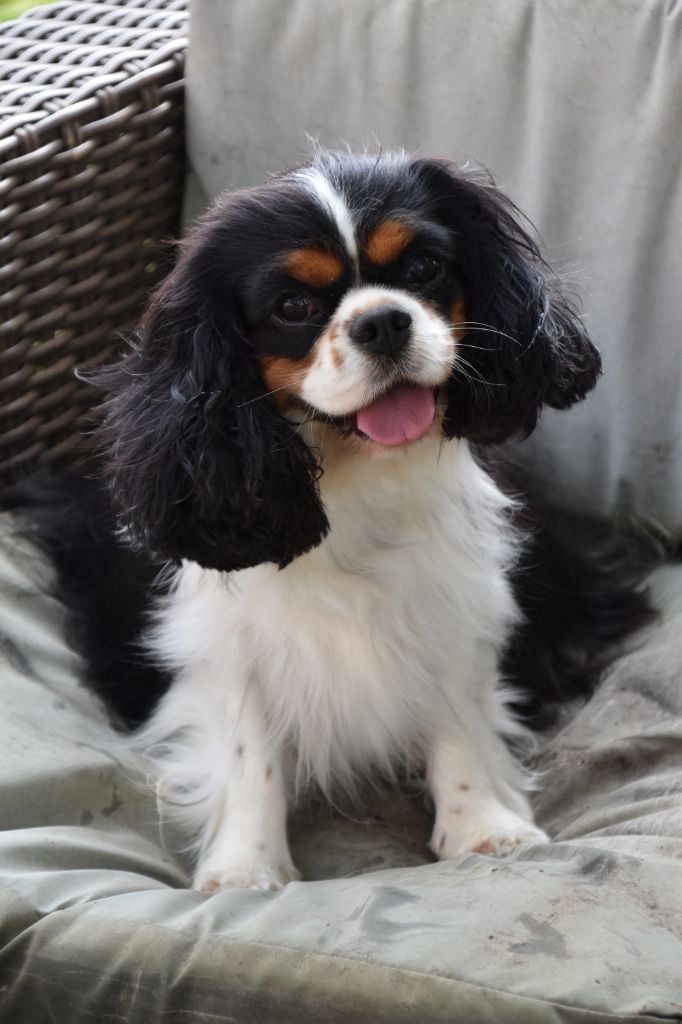 Tiffany Du puits des sortileges