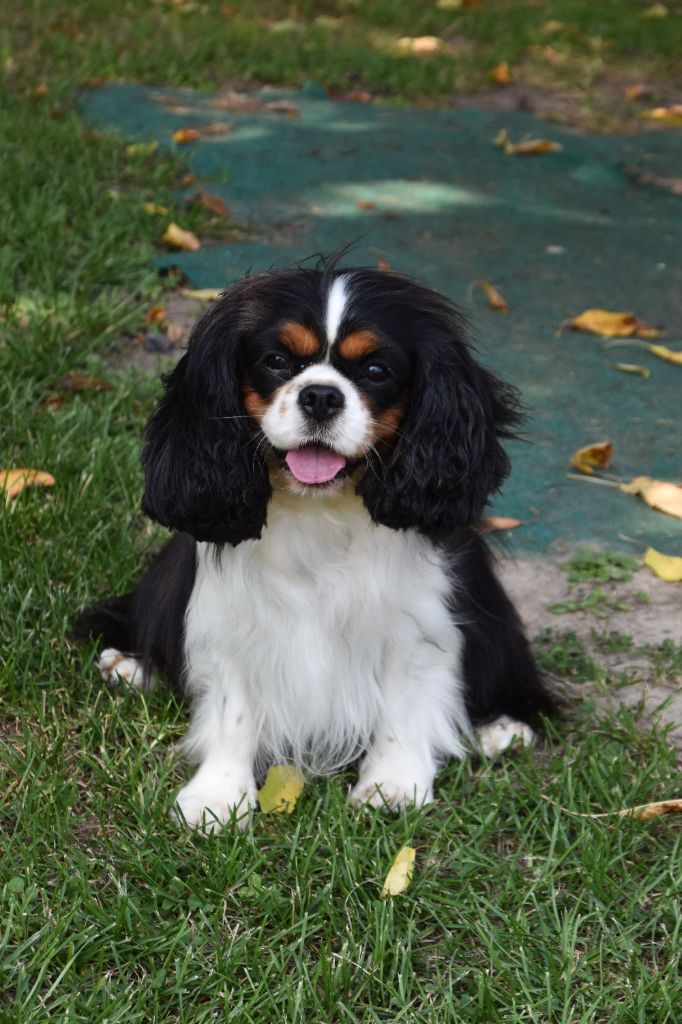 Tiffany Du puits des sortileges