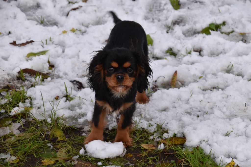 Violette Du Repère Des Poilus