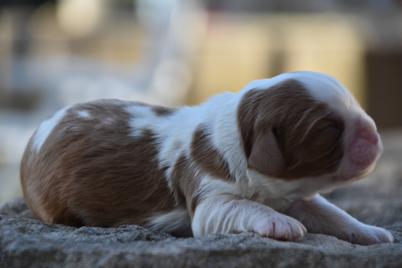 Babychou