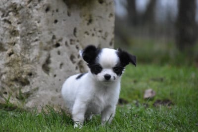 Les chiots de Chihuahua