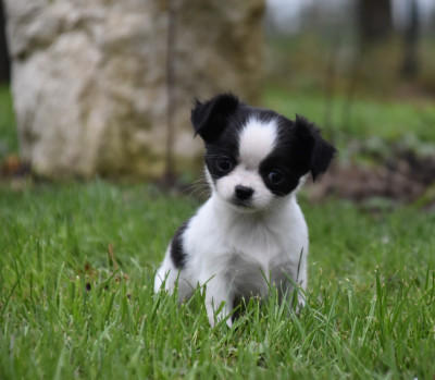 Les chiots de Chihuahua