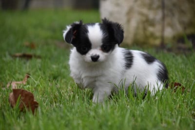 Les chiots de Chihuahua