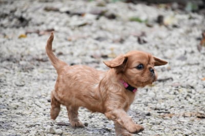 Les chiots de Cavalier King Charles Spaniel