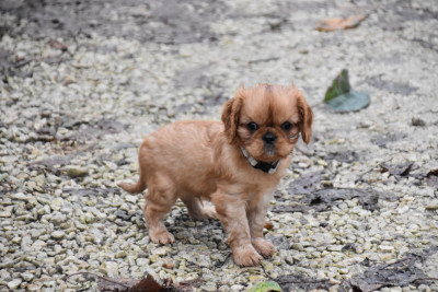 Les chiots de Cavalier King Charles Spaniel