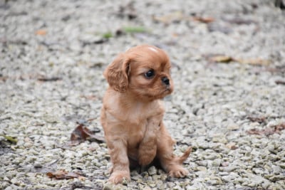 Les chiots de Cavalier King Charles Spaniel