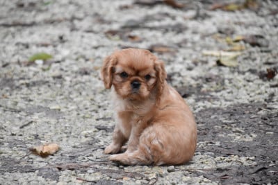 Les chiots de Cavalier King Charles Spaniel