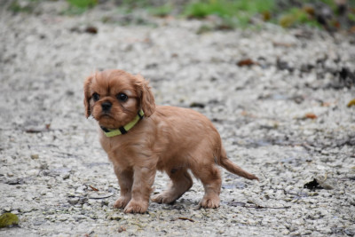 Les chiots de Cavalier King Charles Spaniel