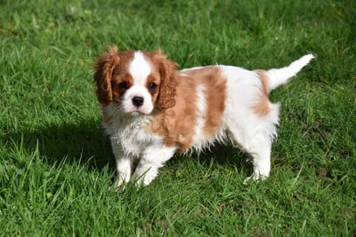 Les chiots de Cavalier King Charles Spaniel