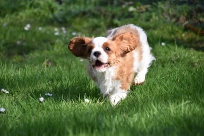 Les chiots de Cavalier King Charles Spaniel