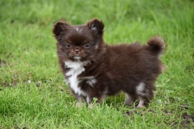 Les chiots de Chihuahua