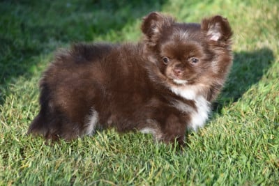 Les chiots de Chihuahua