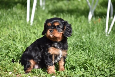 Les chiots de Cavalier King Charles Spaniel