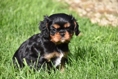 Les chiots de Cavalier King Charles Spaniel