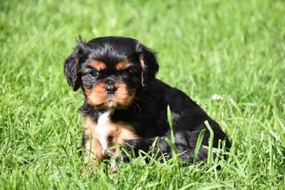 Les chiots de Cavalier King Charles Spaniel