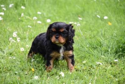 Les chiots de Cavalier King Charles Spaniel