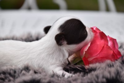 Les chiots de Chihuahua