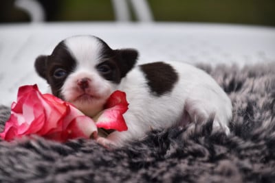 Les chiots de Chihuahua