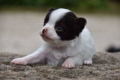 Les chiots de Chihuahua