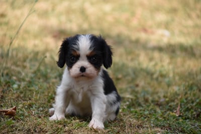 Les chiots de Cavalier King Charles Spaniel