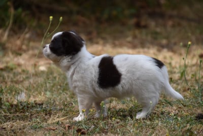Les chiots de Chihuahua