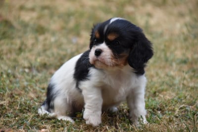 Les chiots de Cavalier King Charles Spaniel