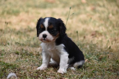 Les chiots de Cavalier King Charles Spaniel
