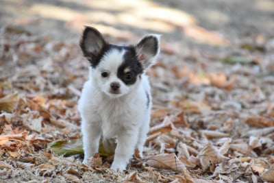 Les chiots de Chihuahua