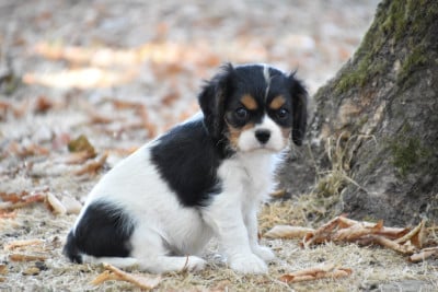 Les chiots de Cavalier King Charles Spaniel