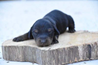 Les chiots de Teckel poil long