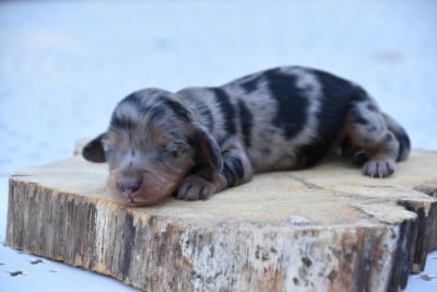 Les chiots de Teckel poil long
