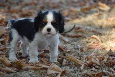 Les chiots de Cavalier King Charles Spaniel