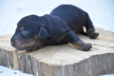 Les chiots de Teckel poil long