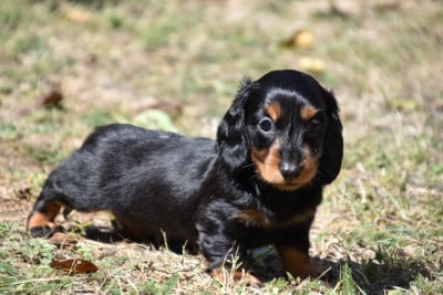 Les chiots de Teckel poil long