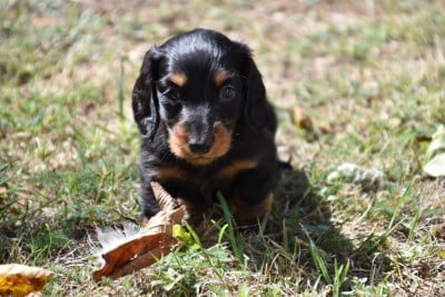 Les chiots de Teckel poil long